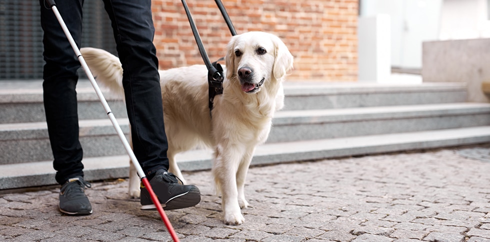 Disabled person with sight impairment using walking stick and trained sight dog